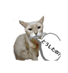 HOT CAT'S（個別スタンプ：4）