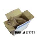 HOT CAT'S（個別スタンプ：6）