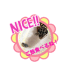 ヒョウモントカゲモドキちゃん①（個別スタンプ：8）