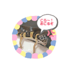 ヒョウモントカゲモドキちゃん①（個別スタンプ：12）