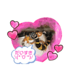ヒョウモントカゲモドキちゃん①（個別スタンプ：13）