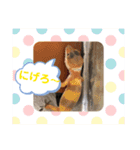 ヒョウモントカゲモドキちゃん①（個別スタンプ：15）