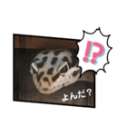 ヒョウモントカゲモドキちゃん①（個別スタンプ：16）