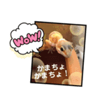 ヒョウモントカゲモドキちゃん①（個別スタンプ：18）
