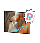 ヒョウモントカゲモドキちゃん①（個別スタンプ：19）