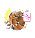 ヒョウモントカゲモドキちゃん①（個別スタンプ：20）