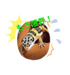 ヒョウモントカゲモドキちゃん①（個別スタンプ：23）