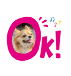 チワワのまめたん（個別スタンプ：2）