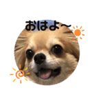 チワワのまめたん（個別スタンプ：3）