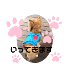 チワワのまめたん（個別スタンプ：4）