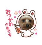 ヨーキーな5（個別スタンプ：2）