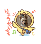 ヨーキーな5（個別スタンプ：8）
