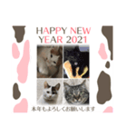 2020お正月⭐️つつみん'sニャンズ（個別スタンプ：1）