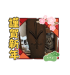 2020お正月⭐️つつみん'sニャンズ（個別スタンプ：2）