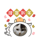 2020お正月⭐️つつみん'sニャンズ（個別スタンプ：4）