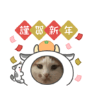 2020お正月⭐️つつみん'sニャンズ（個別スタンプ：5）
