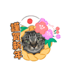 2020お正月⭐️つつみん'sニャンズ（個別スタンプ：6）