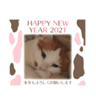2020お正月⭐️つつみん'sニャンズ（個別スタンプ：7）