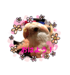 アキクサインコちゃん（個別スタンプ：1）