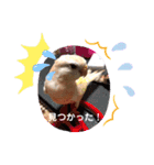 アキクサインコちゃん（個別スタンプ：4）