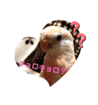 アキクサインコちゃん（個別スタンプ：5）