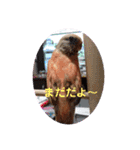 アキクサインコちゃん（個別スタンプ：8）