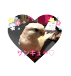 アキクサインコちゃん（個別スタンプ：9）