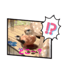 アキクサインコちゃん（個別スタンプ：12）