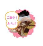 アキクサインコちゃん（個別スタンプ：14）