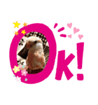 アキクサインコちゃん（個別スタンプ：15）