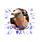 アキクサインコちゃん（個別スタンプ：16）