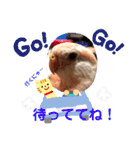 アキクサインコちゃん（個別スタンプ：21）