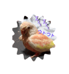 アキクサインコちゃん（個別スタンプ：22）