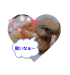 アキクサインコちゃん（個別スタンプ：23）