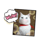 cat ＆ yume（個別スタンプ：10）
