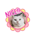 cat ＆ yume（個別スタンプ：16）