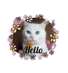 cat ＆ yume（個別スタンプ：17）