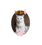 cat ＆ yume（個別スタンプ：21）