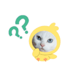 cat ＆ yume（個別スタンプ：23）
