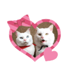 cat ＆ yume（個別スタンプ：25）