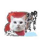 cat ＆ yume（個別スタンプ：36）