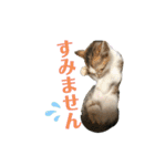 ふくちゃんまん（個別スタンプ：37）