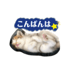 ふくちゃんまん（個別スタンプ：39）