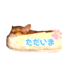 ソマリのスタンプ（個別スタンプ：7）