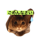 ソマリのスタンプ（個別スタンプ：9）