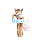 ソマリのスタンプ（個別スタンプ：11）