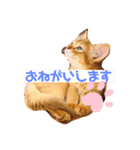 ソマリのスタンプ（個別スタンプ：12）