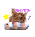 ソマリのスタンプ（個別スタンプ：13）