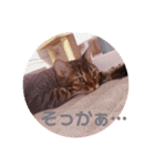 ベンガル キキちゃんのスタンプ（個別スタンプ：1）