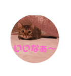 ベンガル キキちゃんのスタンプ（個別スタンプ：2）